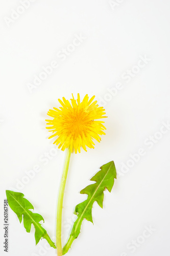 Dandelion on white background.                                