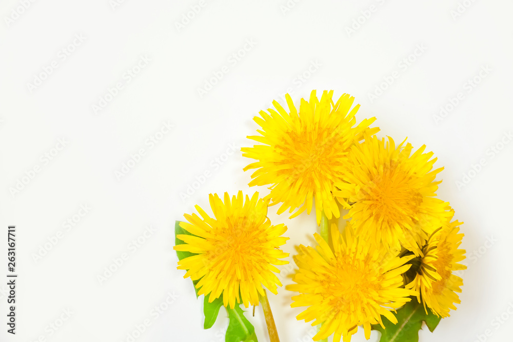Dandelion on white background. 白色背景上のタンポポ Dandelion on white background. 白色背景上のタンポポ