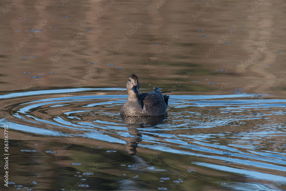 Fototapeta premium Female Common pochard ins apond in Stockholm
