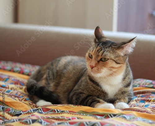the cat enjoys home comfort © Yuri