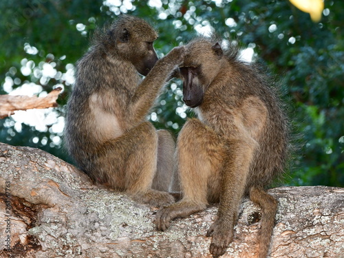 chacma baboon during grooming,Kruger national park,South Africa © gallas