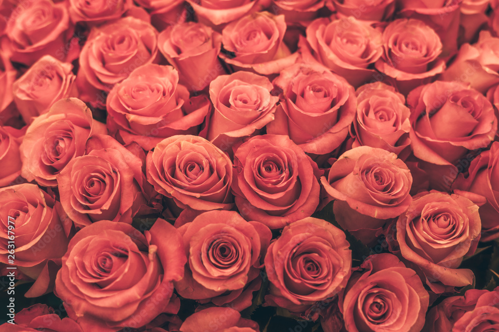 Texture of red roses. The photo is processed in vintage style, toning and light blur. Texture of red roses. The photo is processed in vintage style, toning and light blur.