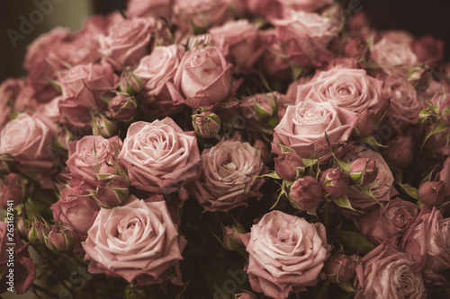 Texture of pink roses. The photo is processed in vintage style  toning and light blur.