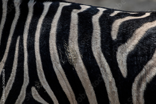 Striped zebra wild animal skin hairy texture with staind