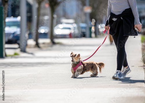 Girl walking small shaggy dog on city street