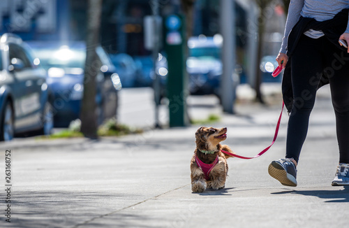 Girl walking small shaggy terier dog on city street