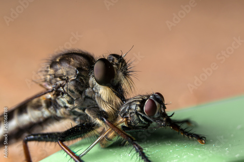 Close up photo of a Robber Fly (Promachus fitchii) with prey.