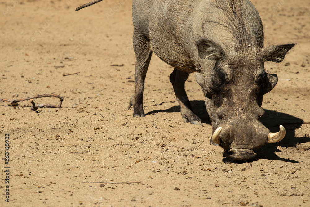 Warthog wild African pig on a sandy muddy floor Warthog wild African pig on a sandy muddy floor