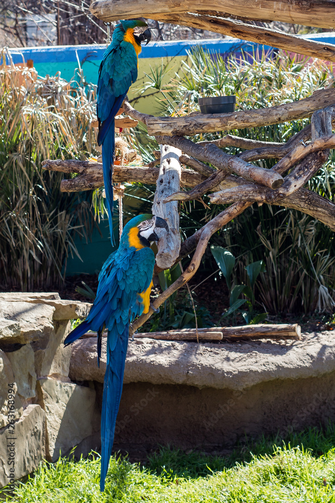 Fototapeta premium Blue and Gold Macaw enjoying a meal.