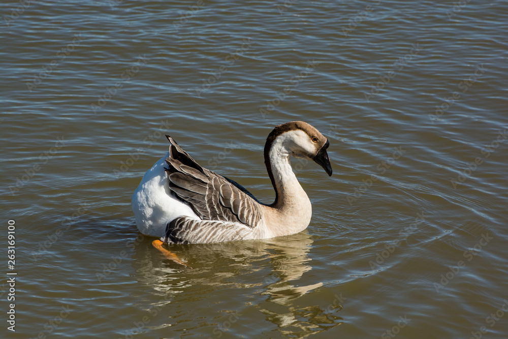 Fototapeta premium A single Swan Goose swimming around on a lake.