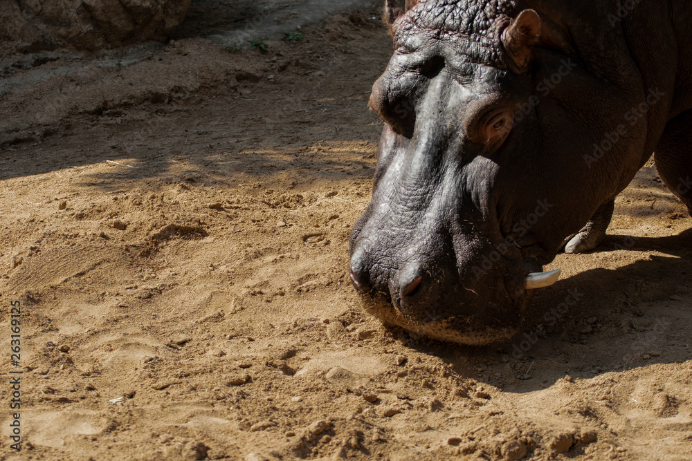 Hippopotamus head smelling sandy ground Hippopotamus head smelling sandy ground
