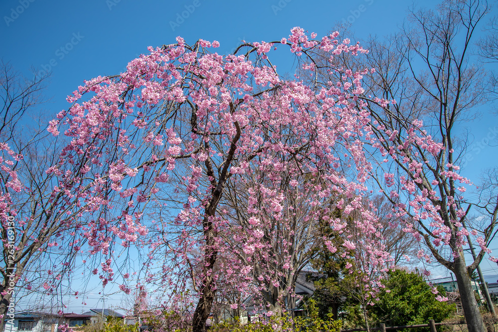 しだれ桜と青空