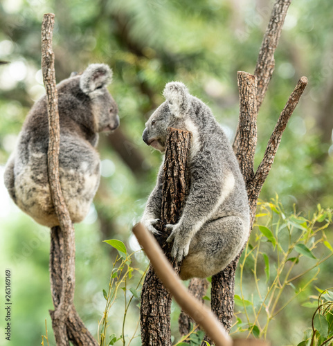 Fototapeta Naklejka Na Ścianę i Meble -  Koala Bear or Phascolarctos cinereus, sitting on tree branch