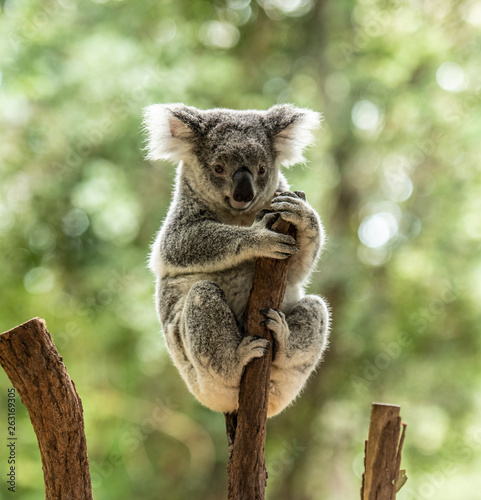 Fototapeta Naklejka Na Ścianę i Meble -  Close up of Koala Bear or Phascolarctos cinereus, sitting high up
