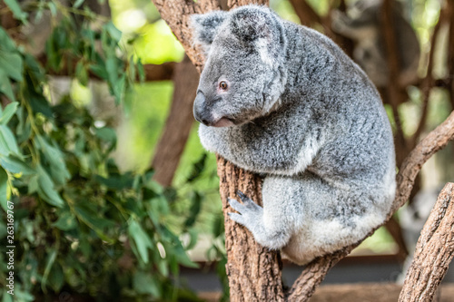 Close up of Koala Bear or Phascolarctos cinereus, climbing a tree branch, lookin down