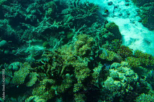 Marine Life in the Red Sea. red sea coral reef with hard corals, fishes and sunny sky shining through clean water - underwater photo. toned.