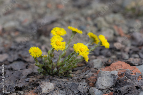 coltsfoot flowers on the ground