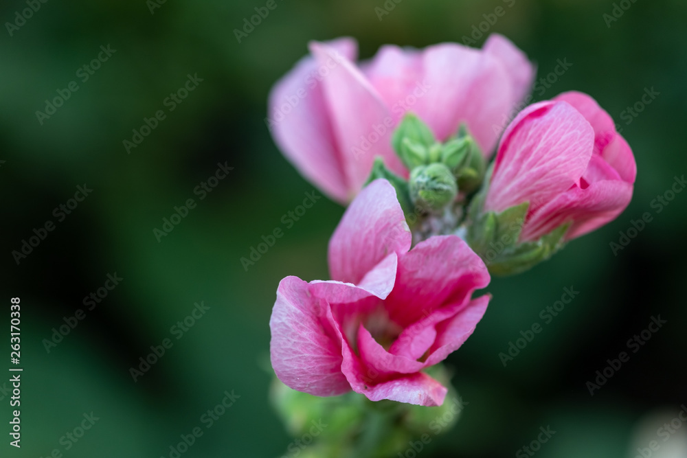 Colorful blooming Hollyhock flowers, Holly hock or Alcea rosea with blurred leaf background.Hollyhock in garden