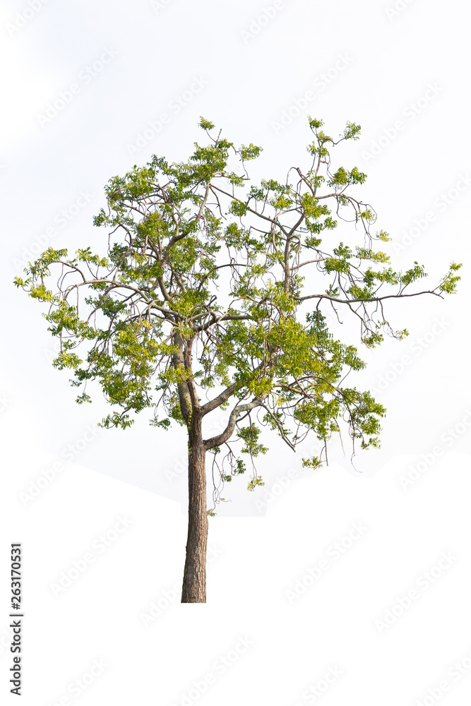 Perennial tree isolated on white background. Perennial tree isolated on white background.