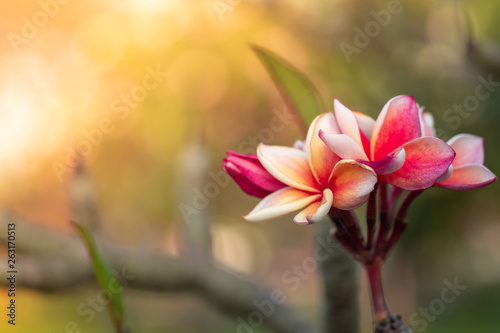 Closeup frangipani, Plumeria, Temple Tree, Graveyard Tree. Colorful blooming flower with light filter and green leaves background bokeh.