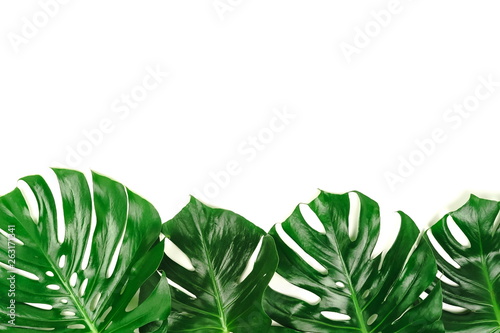 Green leaves tropical monstera isolated on white background top view. Copy space