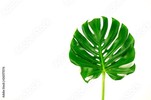 monstera leaf green tropical plant isolated on white background top view close up. Copy space