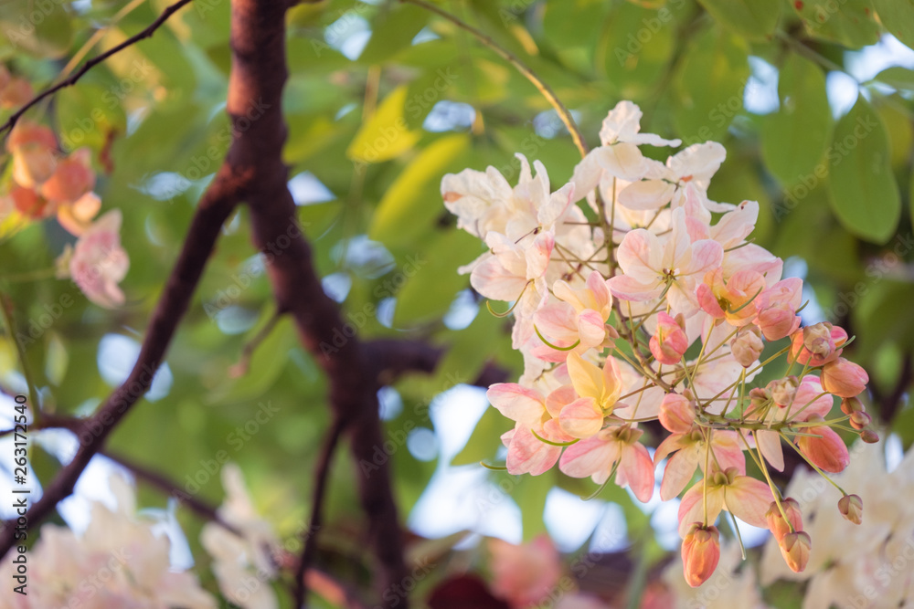 Obraz premium White and yellow Kanlapaphruek bloomming in the garden, Kanlapaphruek flower or cassia bakeriana is flower in summer of Thailand.