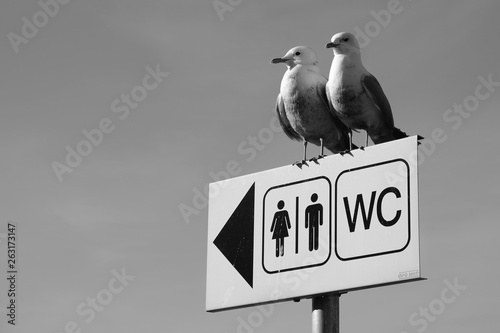 Seagull wc toilett bird couple funny photo