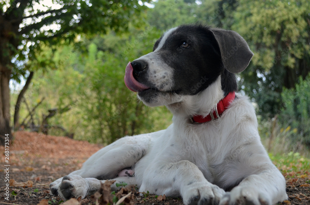 Perro cachorro blanco y negro con la lengua afuera Perro cachorro blanco y negro con la lengua afuera