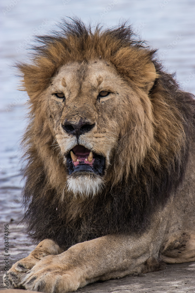 Naklejka premium portrait of a lion