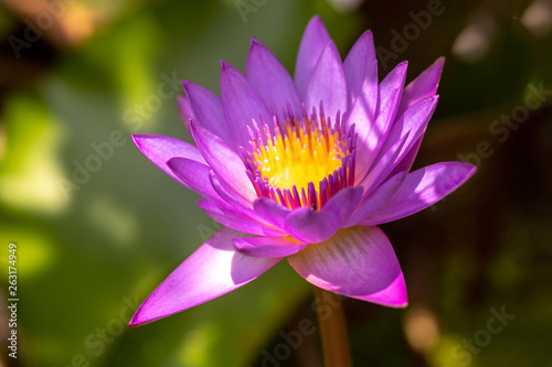 Closeup white and pink waterlily with green leaf background
