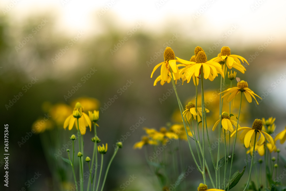 Fototapeta premium Field of Pink blooming yellow cosmos.Cosmos blooming in spring season.
