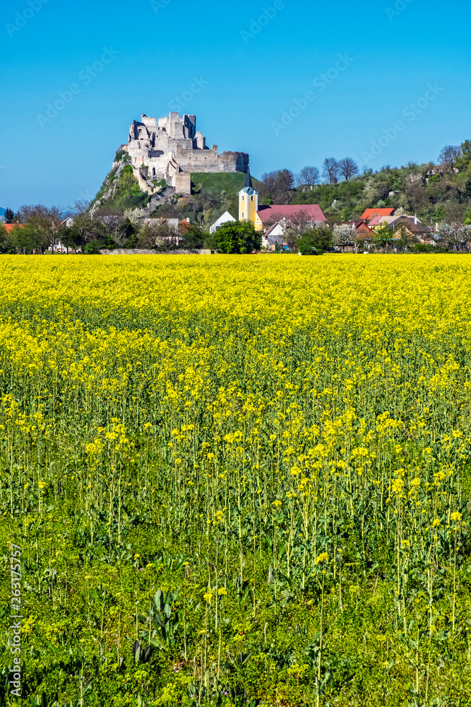 Beckov castle with oilseed rape yellow field, Slovakia Beckov castle with oilseed rape yellow field, Slovakia