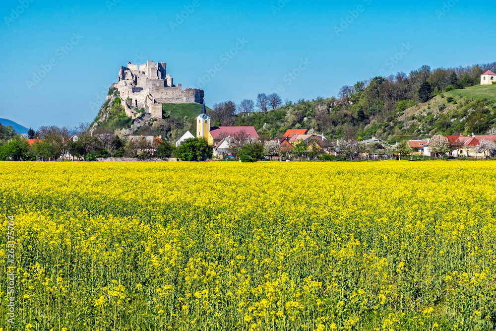 Beckov castle with oilseed rape yellow field, Slovakia