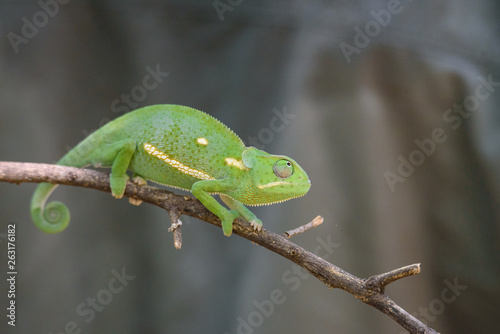 Chameleon (Flap-necked chameleon) in Botswana