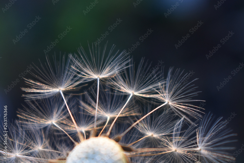 Naklejka premium dandelion on black background