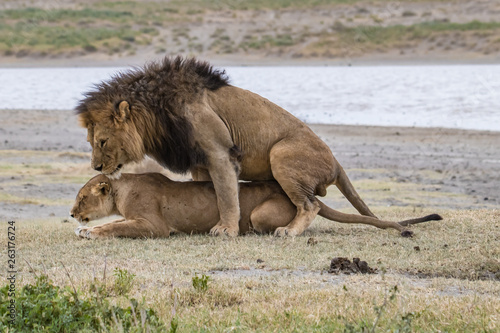 Lion and lioness mate by the lake