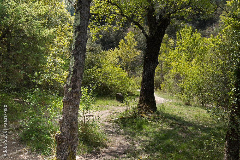 Obraz premium Felslandschaft bei Rochecolombe in der Ardeche
