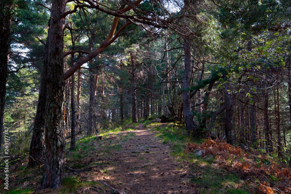 Fototapeta premium Waldweg in den Monts d'Ardeche