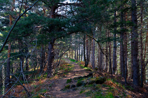 Waldweg in den Monts d'Ardeche