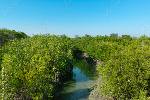 Mangrove forest in national park.
