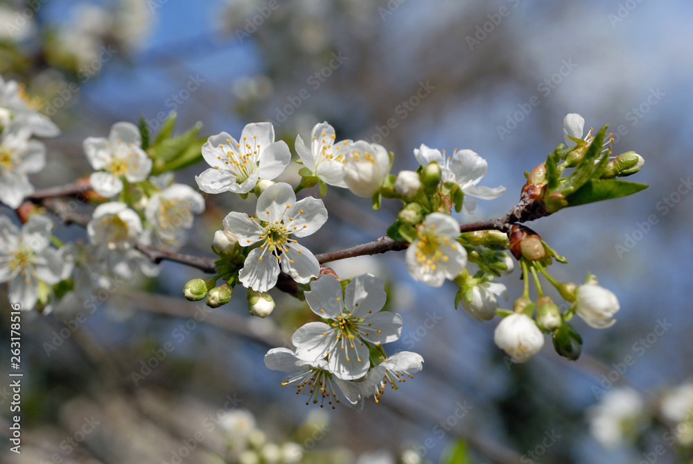 Cherry tree blossoms in spring against blue sky