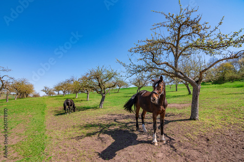 Two brown horses in the nature beside a tree