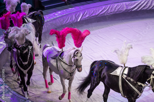 White and black horses on white arena background in circus