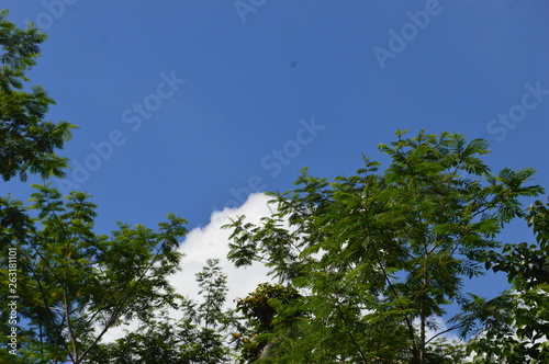 photo of a tree that rises high into the sky