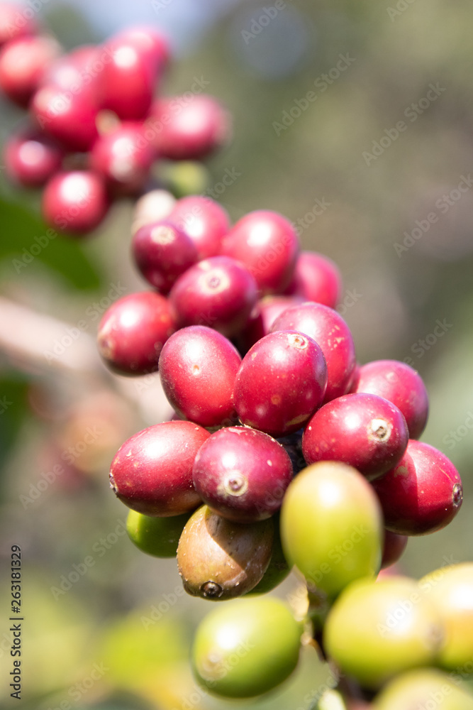 Coffee bean in coffee tree plantation.Fresh green berry of coffee in organic farm. ( selective focus ) Coffee bean in coffee tree plantation.Fresh green berry of coffee in organic farm. ( selective focus )