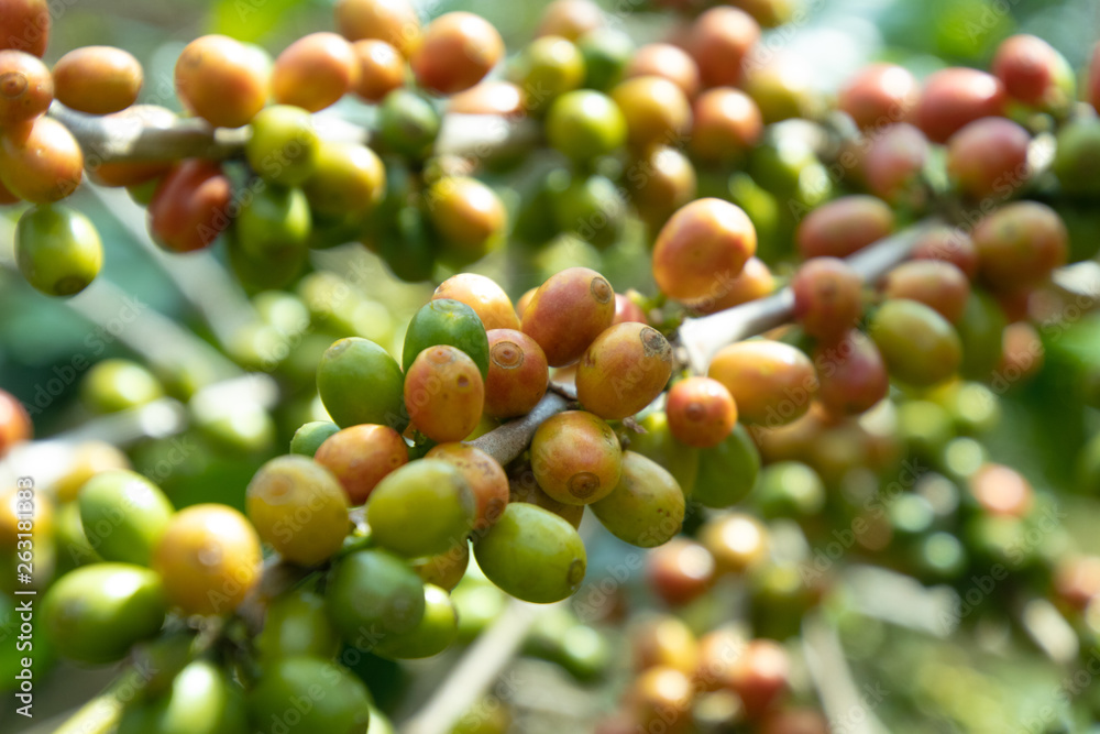Coffee bean in coffee tree plantation.Fresh green berry of coffee in organic farm. ( selective focus ) Coffee bean in coffee tree plantation.Fresh green berry of coffee in organic farm. ( selective focus )