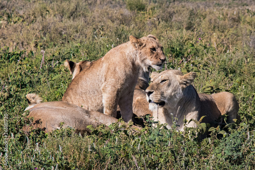 Fototapeta Naklejka Na Ścianę i Meble -  lioness and cub
