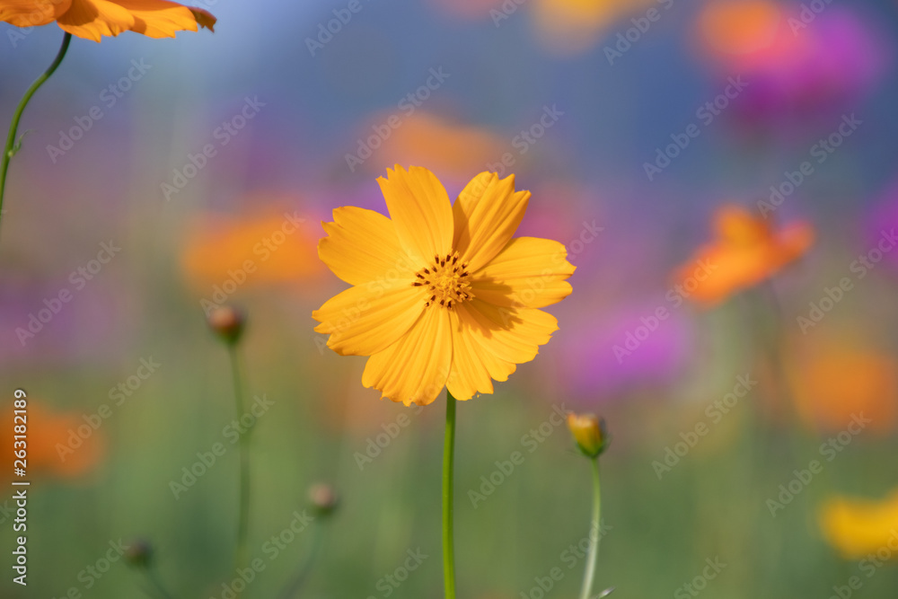 Pink and yellow cosmos flower field background.Beautiful cosmos flower natural garden in countryside.Flower field in summer concept.