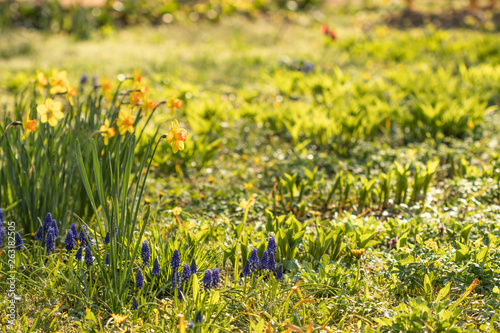 Irises and muscari in green grass. Spring background.
